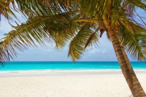 foto de praia com coqueiro em destaque
